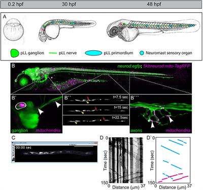 Analyzing Neuronal Mitochondria in vivo Using Fluorescent Reporters in Zebrafish